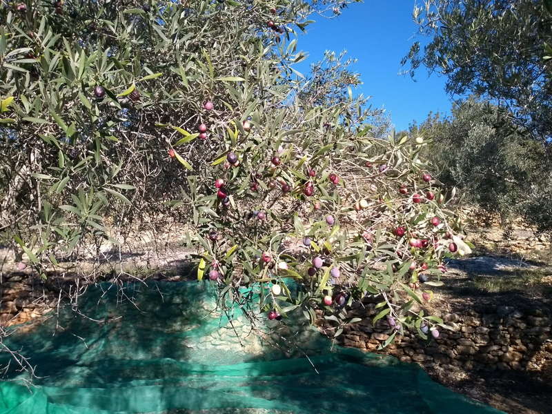 olives net-26.jpg