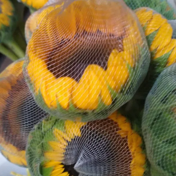sunflower-bud-net.jpg