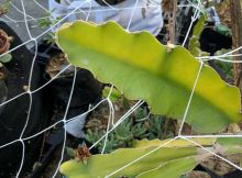 Trellis Support Netting