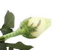 Rose Buds Protective Netting 