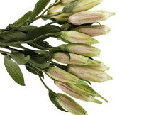 Floral Packaging Nets