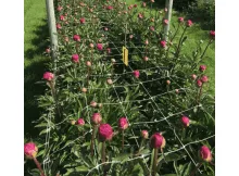 Extruded Plant Support Net