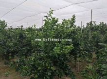 Greenhouse Pest Net To Against Mosquito