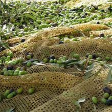 58gsm Olive Harvesting Net | Warp Knitted Net For Collection