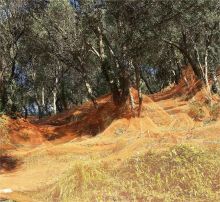 Nut & Olive Harvest Net