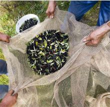 Olive Net - HDPE Knitted Olive Harvest Netting
