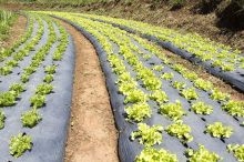 Eco-friendly Agricultural Plastic Compostable Mulch Film