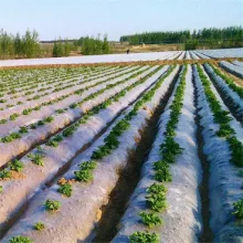 Agricultural Plastic Mulch Film Black/ White Mulch Film