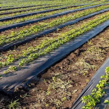 Agricultural Plastic Mulch Film For Tomato