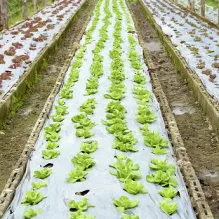 Low Cost Agricultural Mulch Film With Different Holes