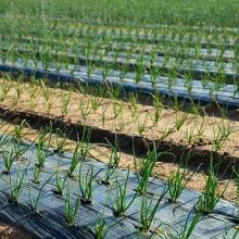 Heavy Duty Black Plastic Film With Planting Holes Mulch Film