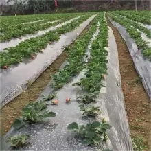 Biodegradable Plastic Mulch Film For Agricultural Garden