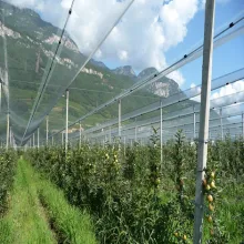 UV Protection Agriculture Anti Hail Net For Apples Olive
