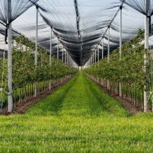 Wholesale High Quality Orchard Screenhouse Anti Hail Net