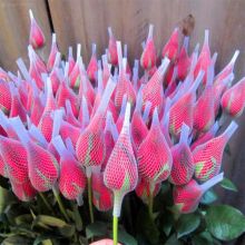 Plastic Mesh Rose Flower Bud Protective Sleeve Nets