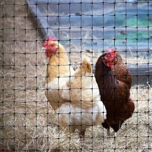 Extruded Garden Bird Netting For Chicken Deer Plants Fruits