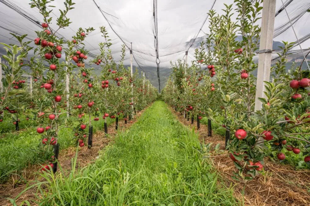 Apple Orchard Anti-Hail Net,Woven Nets to Protect Plants