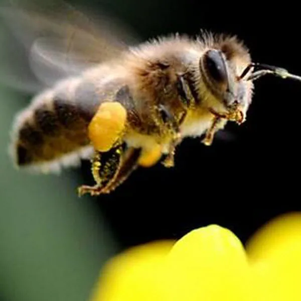 Checkerboarding CBing Bee keeping Need Know