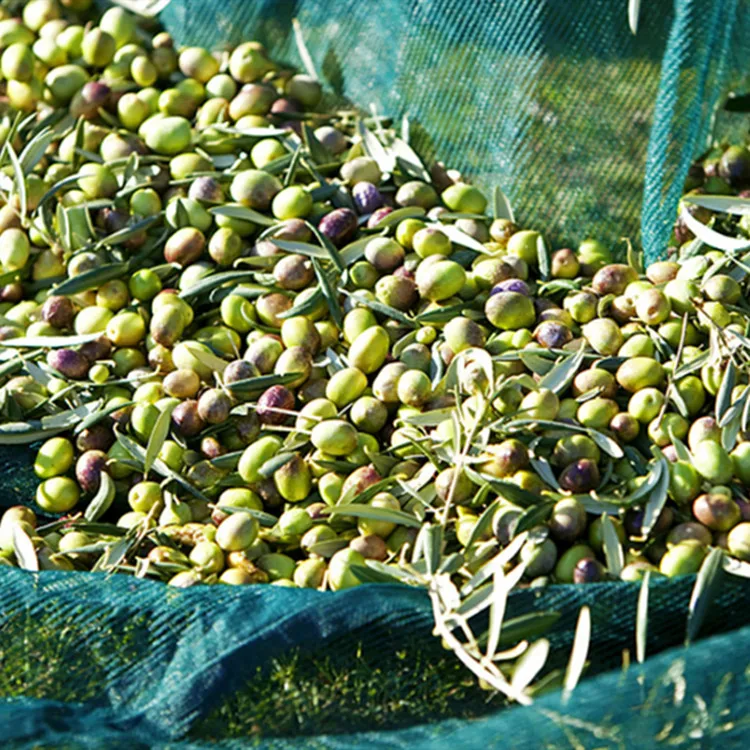 Olive Netting - Fruit Harvest Net Producer