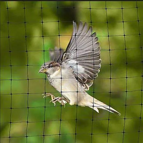 A Guide to Protecting Crops-Anti-Bird Netting