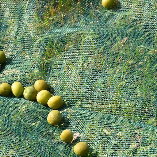 Olive Collection Net For Fruit Harvest