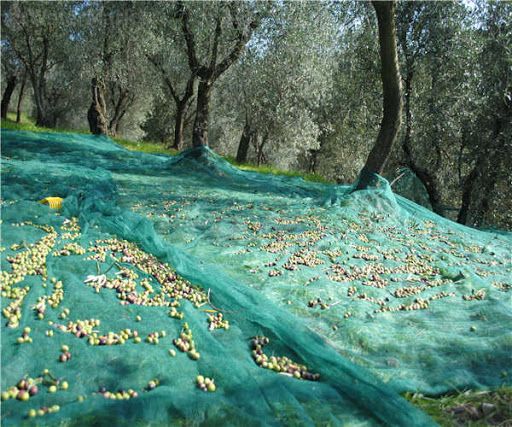 Wholesale Olive Tree Collect Harvest Net