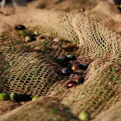 Olive Falling Fruit Harvesting Net